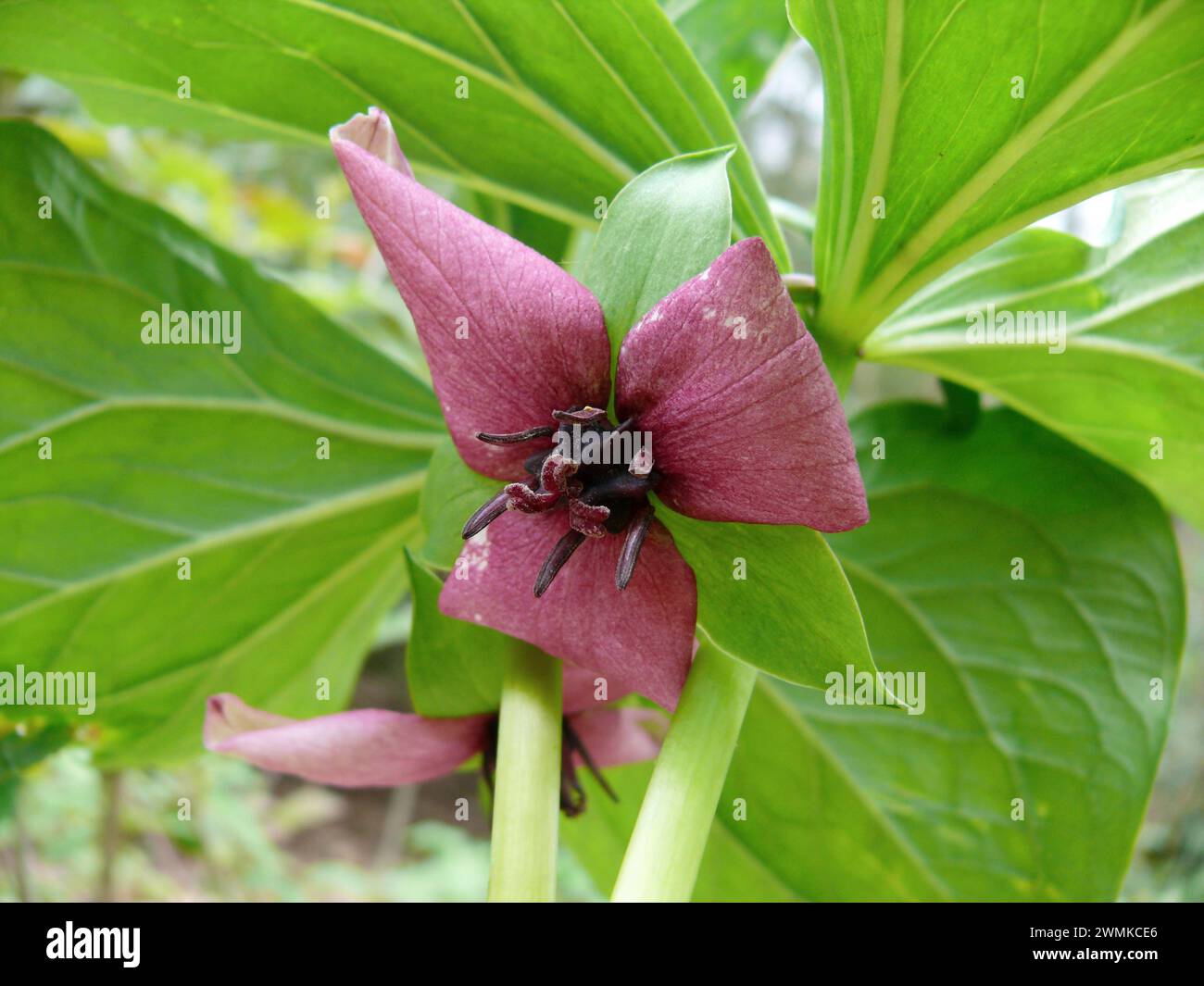 Primo piano di un trillio rosso (Trillium erectum) in fiore Foto Stock