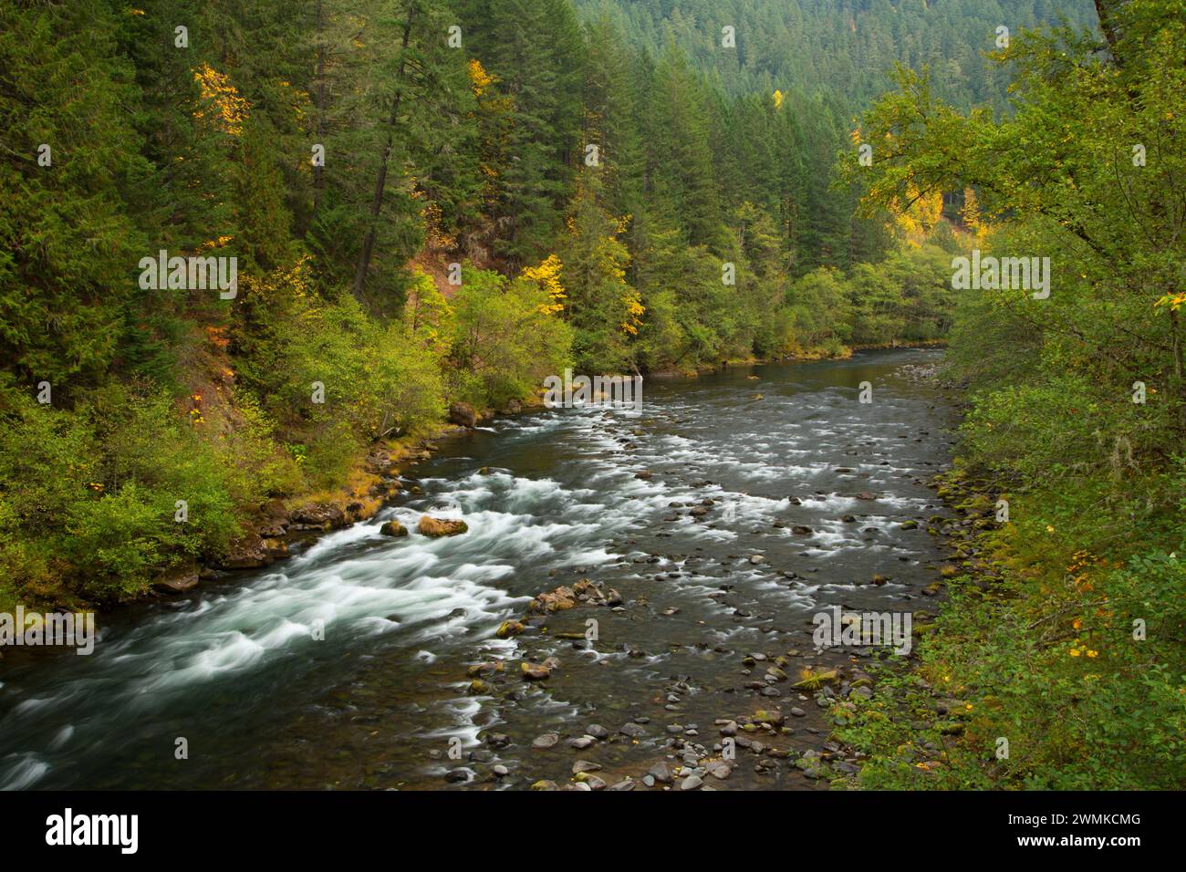 Clackamas selvatica e Scenic River, West Cascades Scenic Byway, Mt Hood National Forest, Oregon Foto Stock