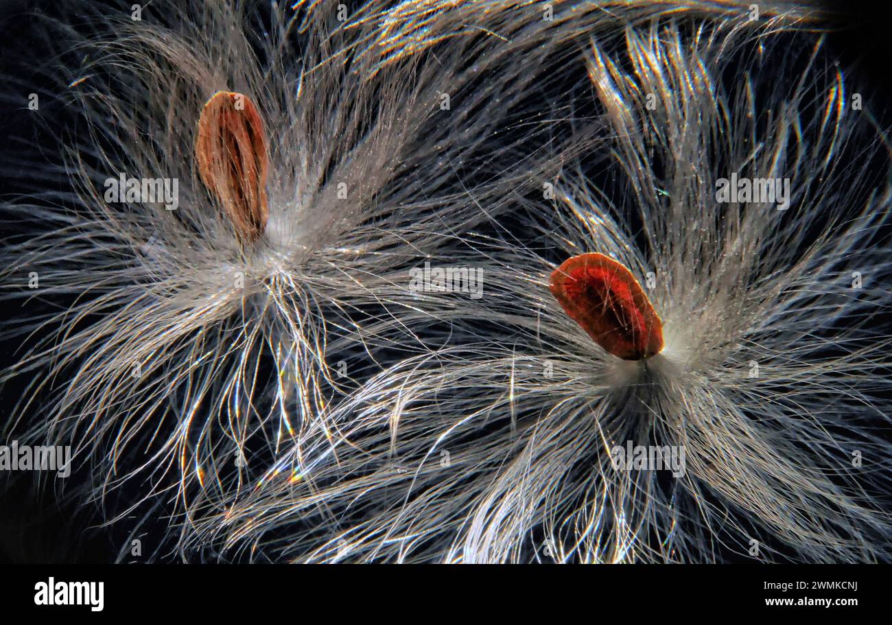 Il filo di seta del coma delle alghe lattiere (Asclepias syriaca) brilla su uno sfondo scuro; Weaverville, North Carolina, Stati Uniti d'America Foto Stock