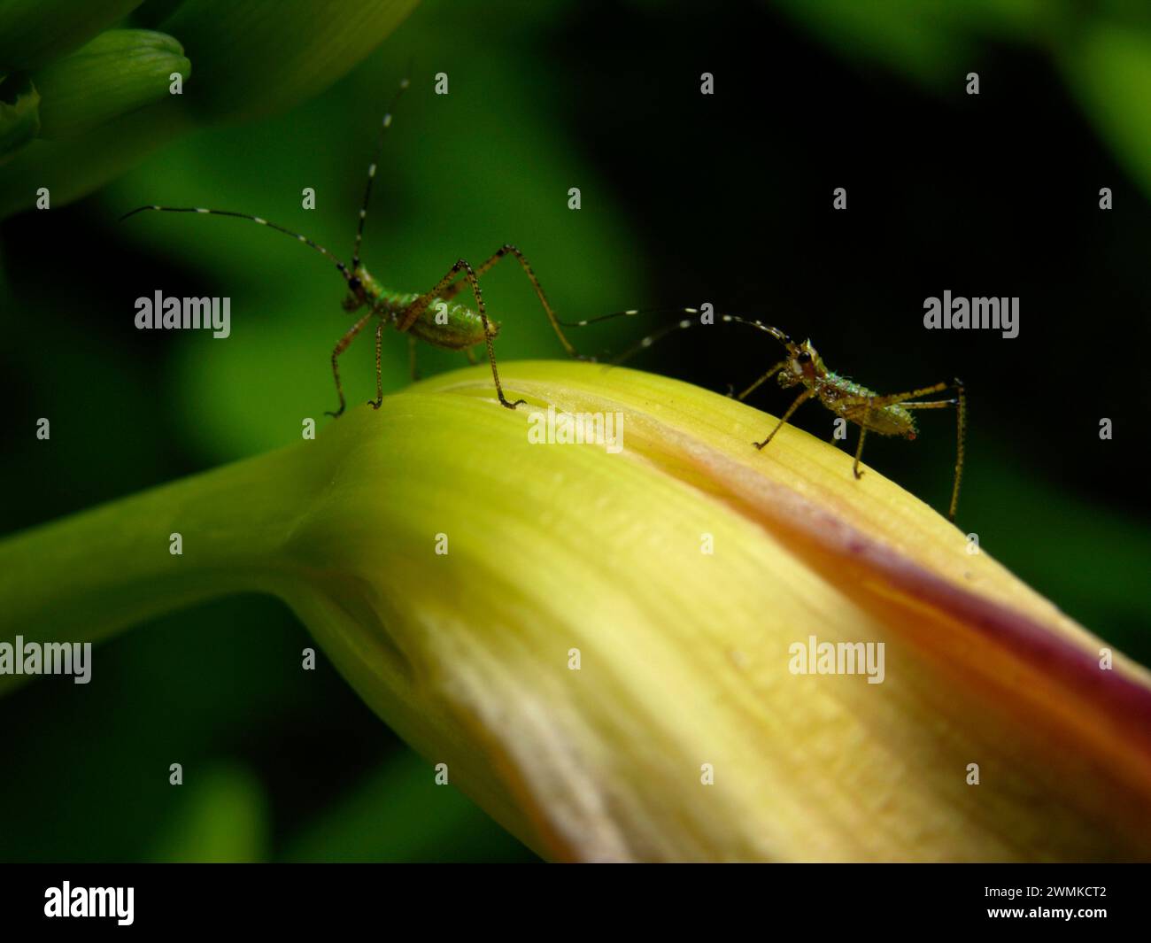 Primo piano di due insetti che saltano su una pianta fiorita Foto Stock