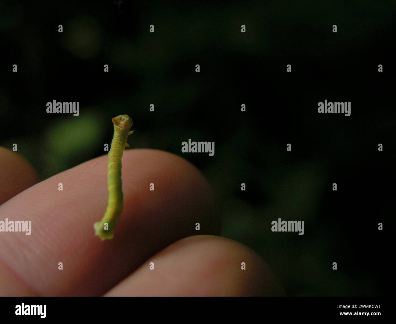 Inchworm in equilibrio su un dito umano Foto Stock