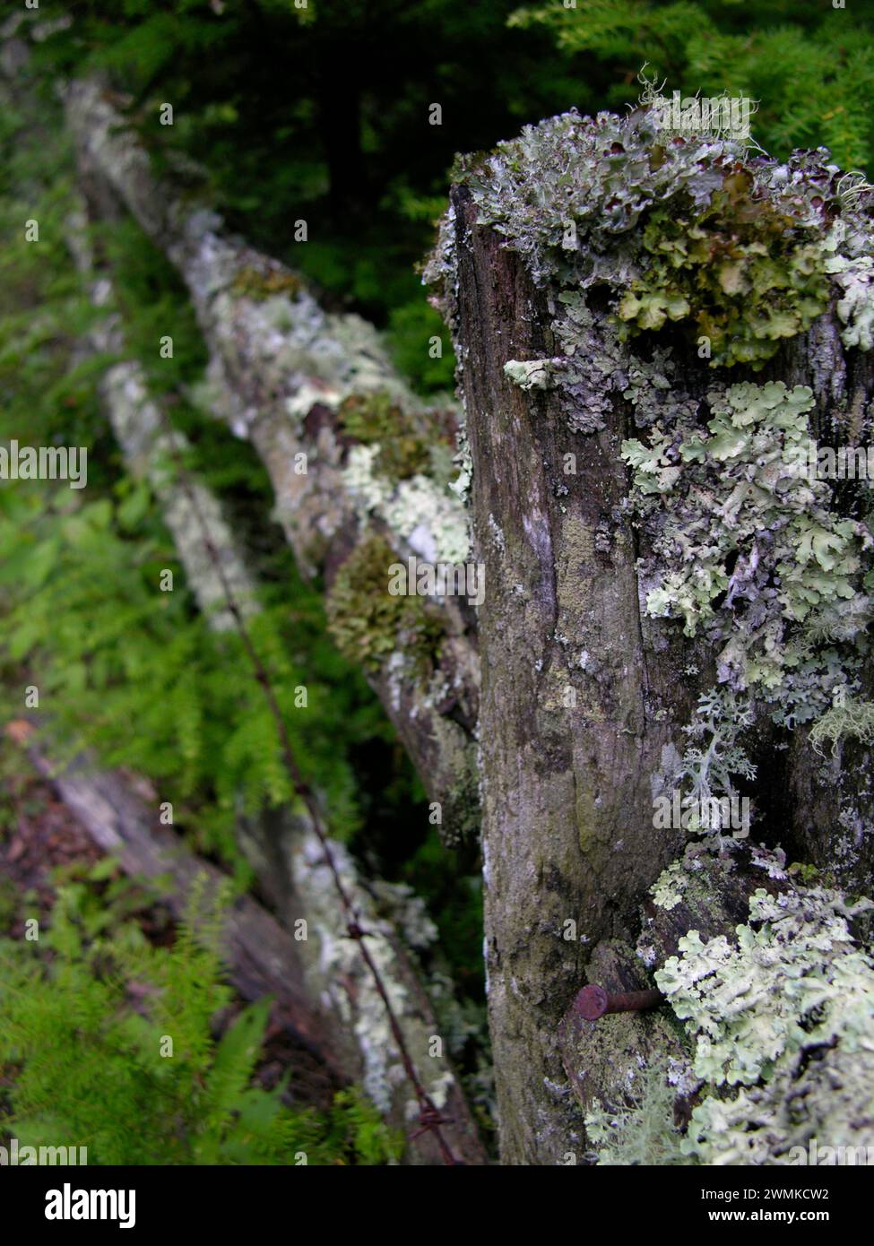 Licheni che crescono da una vecchia recinzione in legno Foto Stock