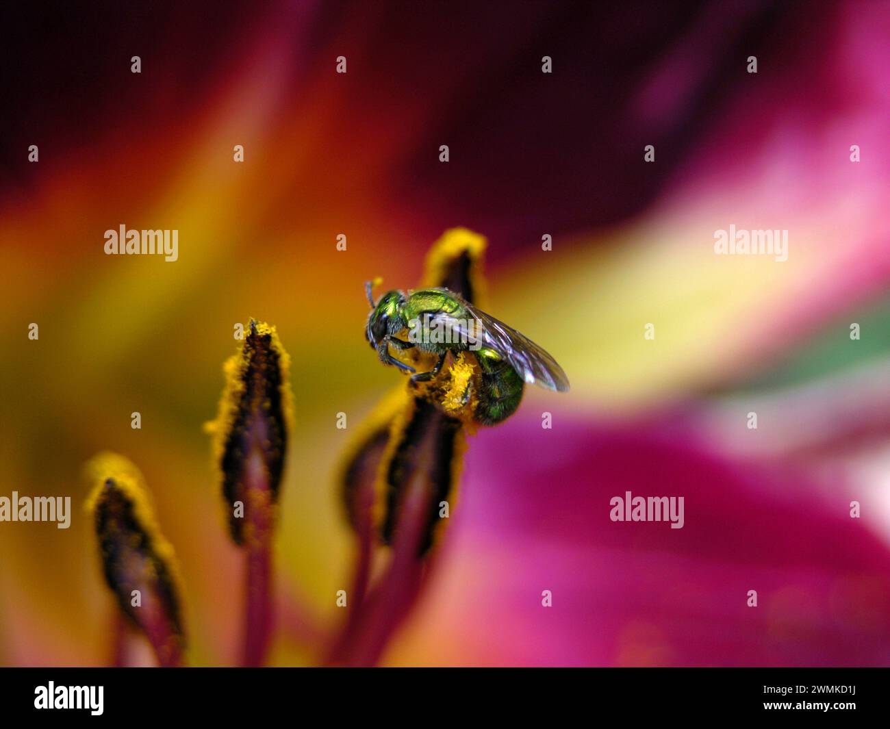 Augochlora Metallic bee raccoglie polline da uno stallo di giglio; North Carolina, Stati Uniti d'America Foto Stock