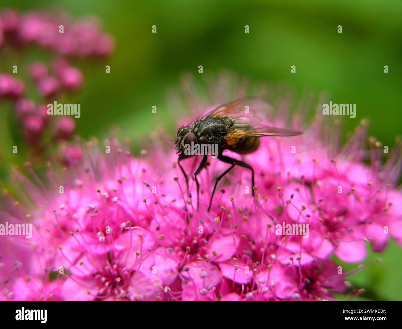 Vista ravvicinata di una mosca che riposa su fiori rosa; North Carolina, Stati Uniti d'America Foto Stock