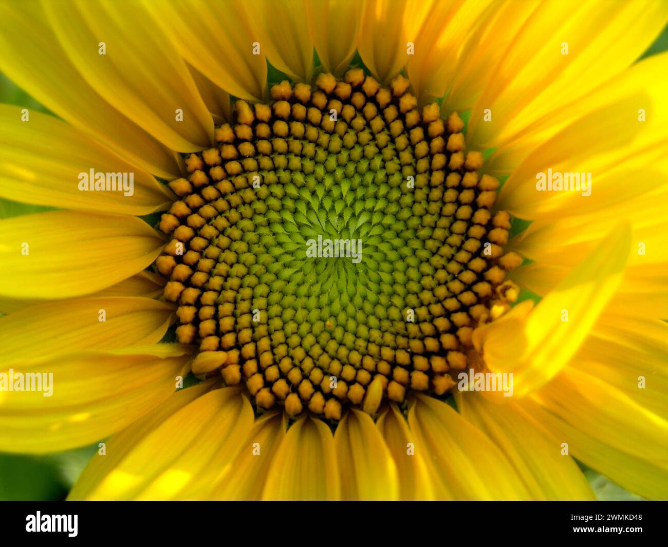 Dettaglio estremo ravvicinato di una testa di girasole (dettaglio di una testa di girasole (Helianthus); North Carolina, Stati Uniti d'America Foto Stock