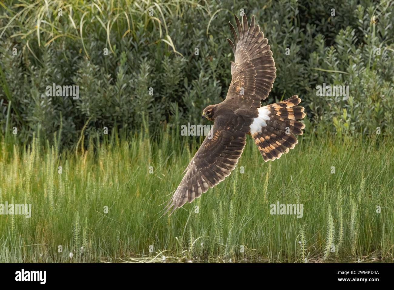 Uccello con ampia apertura alare vola in basso sopra la vegetazione; Alaska, Stati Uniti d'America Foto Stock
