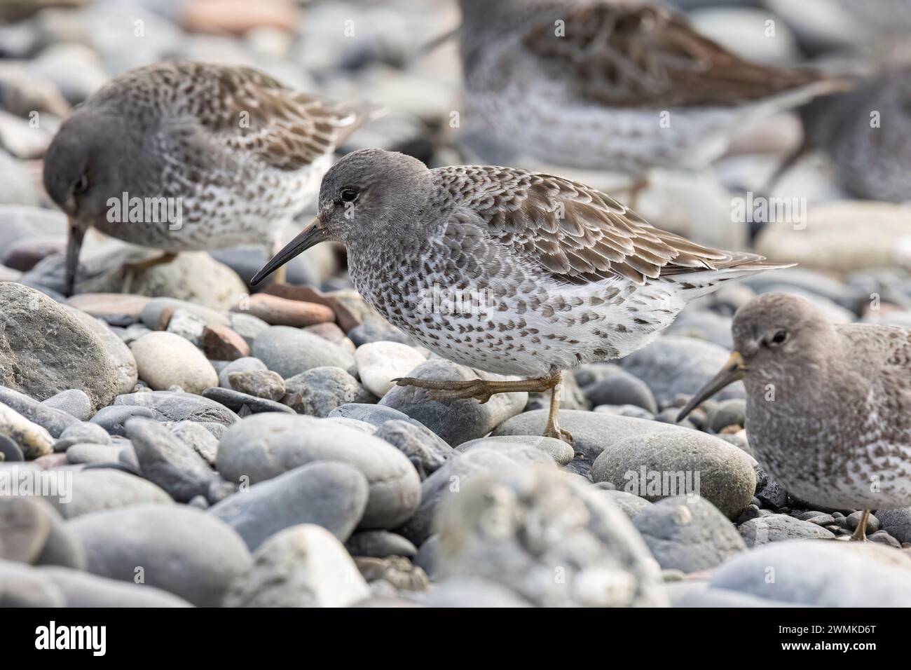 Piccoli uccelli in cerca di cibo sulle rocce; Alaska, Stati Uniti d'America Foto Stock