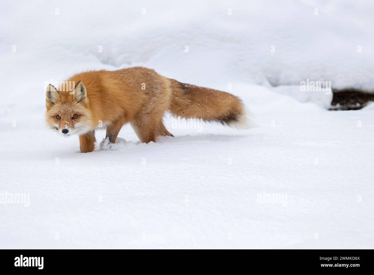 Ritratto di una volpe rossa (Vulpes vulpes) che caccia nella neve; Alaska, Stati Uniti d'America Foto Stock