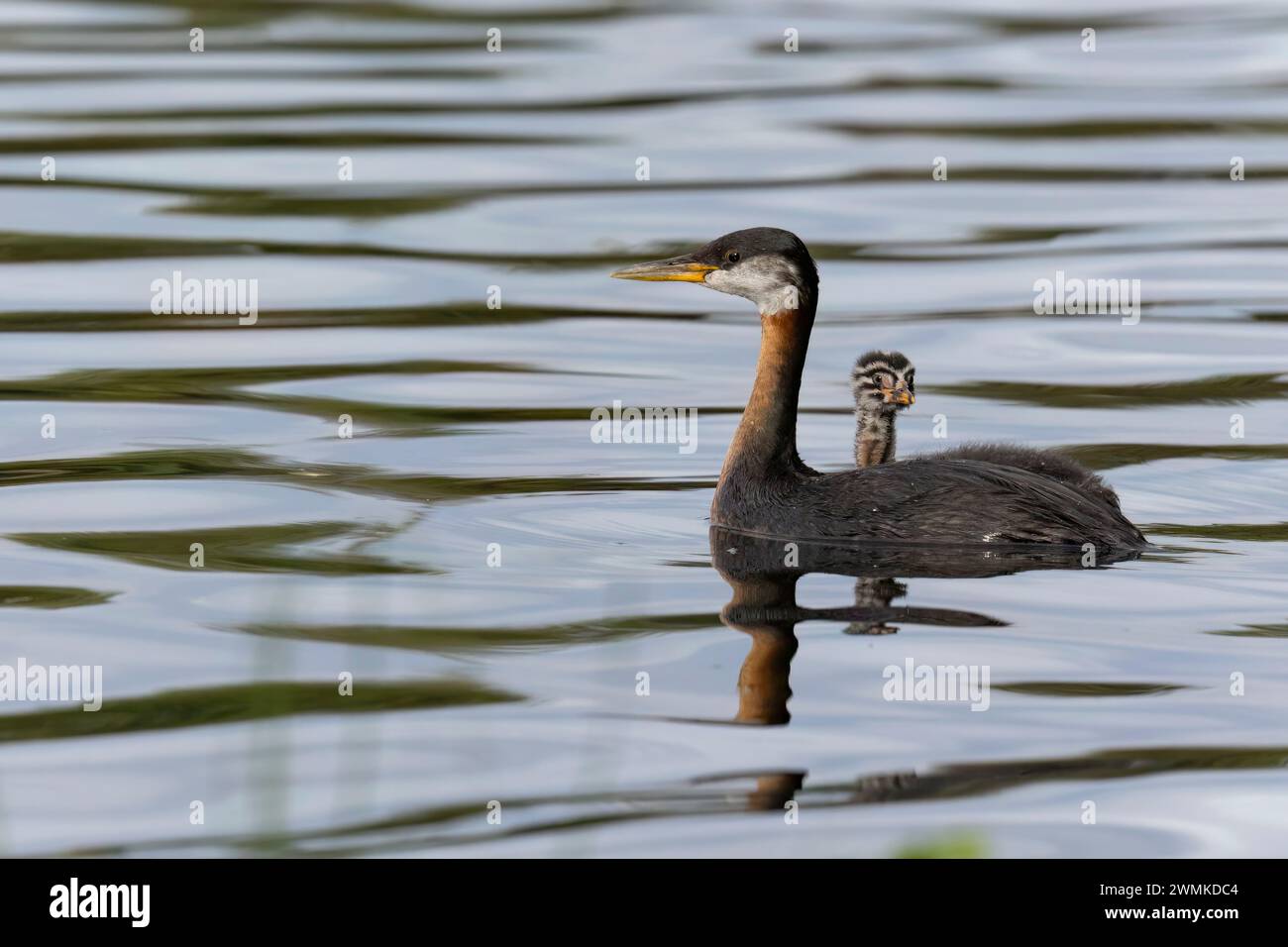 Goose e gosling nuotano insieme in acque tranquille e riflettenti; Alaska, Stati Uniti d'America Foto Stock