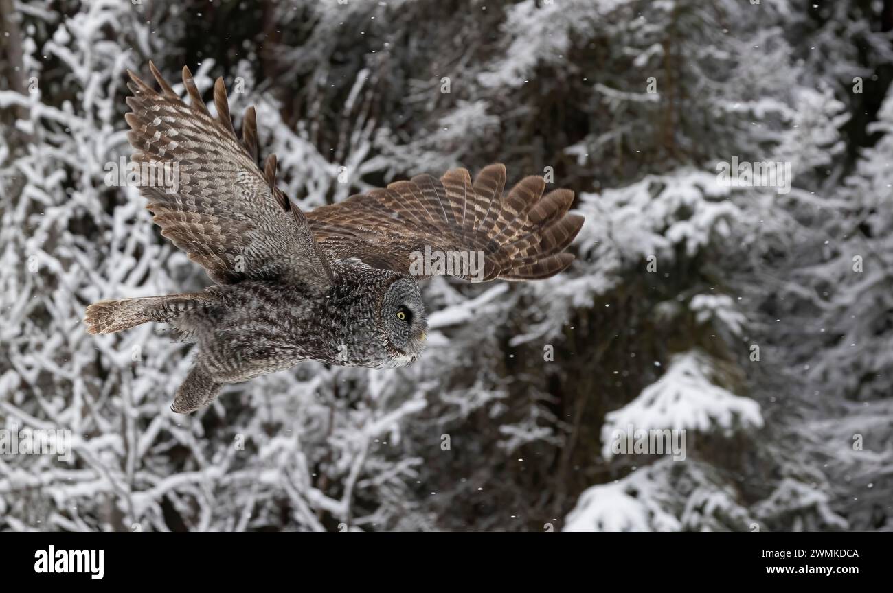 Grande gufo grigio (Strix nebulosa) in volo con alberi innevati sullo sfondo; Alaska, Stati Uniti d'America Foto Stock