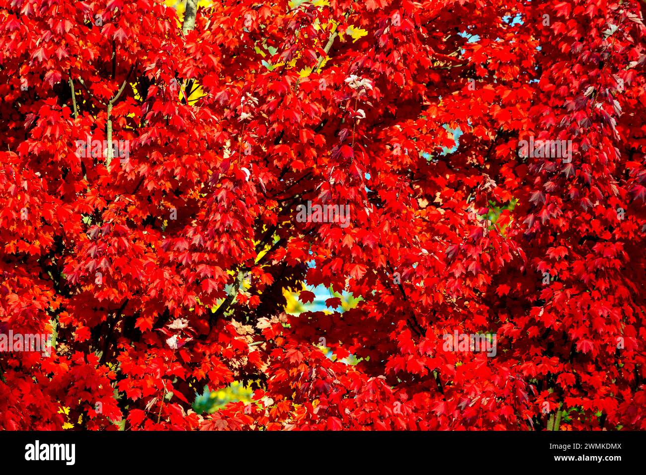 Primo piano di un vivace fogliame rosso su un albero in autunno; Burlington, Ontario, Canada Foto Stock