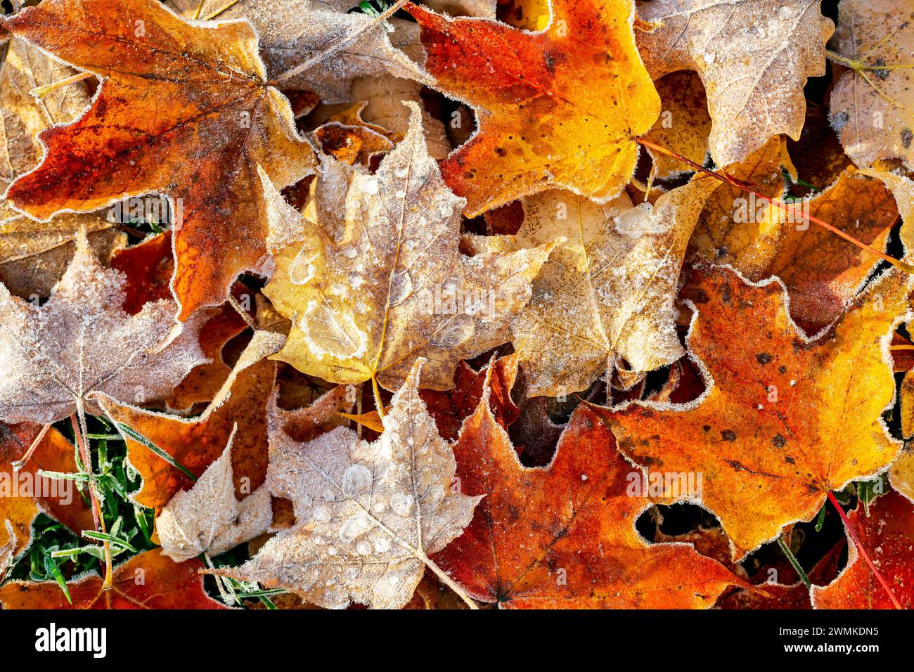 Primo piano di foglie d'acero colorate in decomposizione in autunno con gelo di goccioline congelate; Flesherton, Ontario, Canada Foto Stock