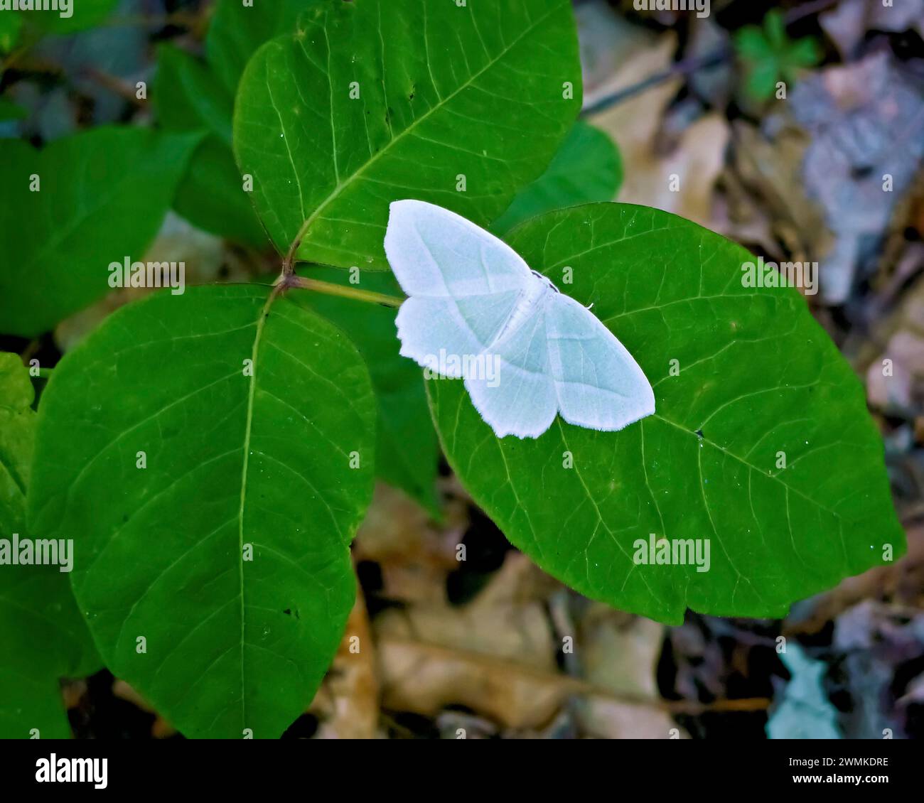 Piccola falena bianca (Lepidoptera) su una foglia di edera velenosa (Toxicodendron); Carolina del Nord, Stati Uniti d'America Foto Stock