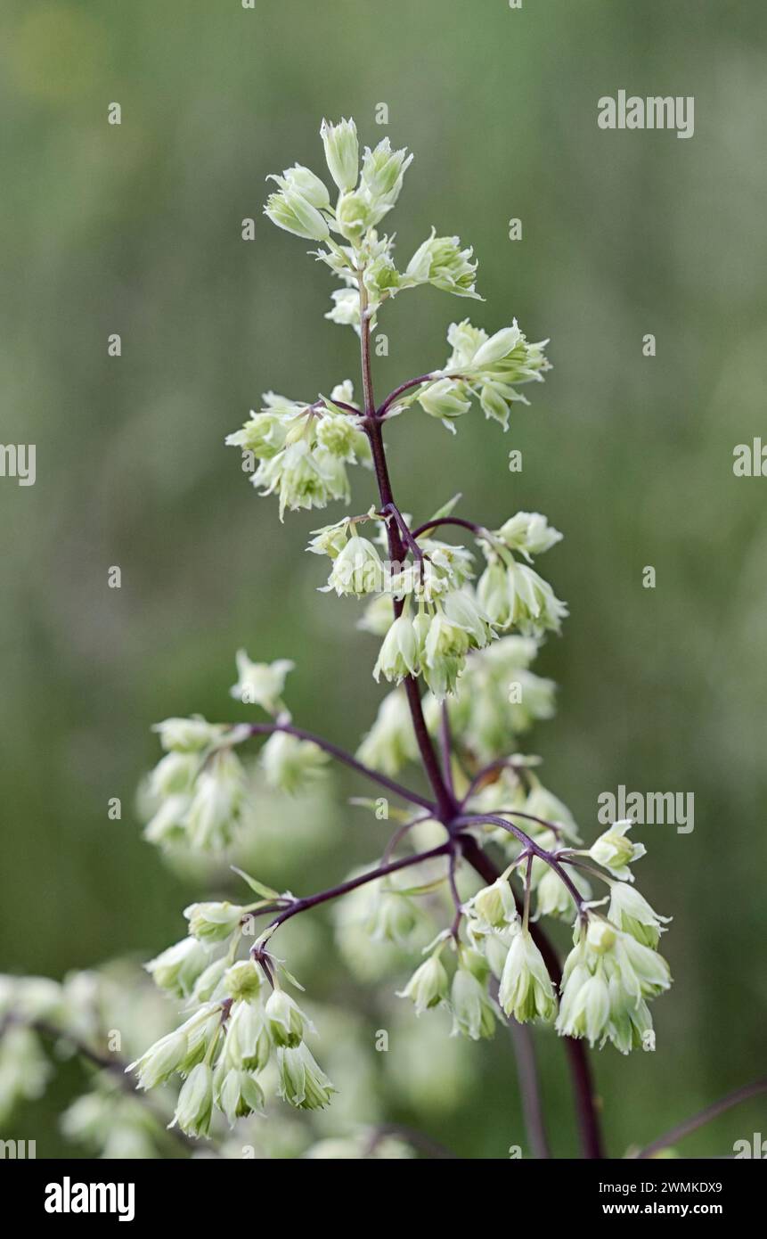 Fiori di ruta in fiore immagini e fotografie stock ad alta risoluzione ...