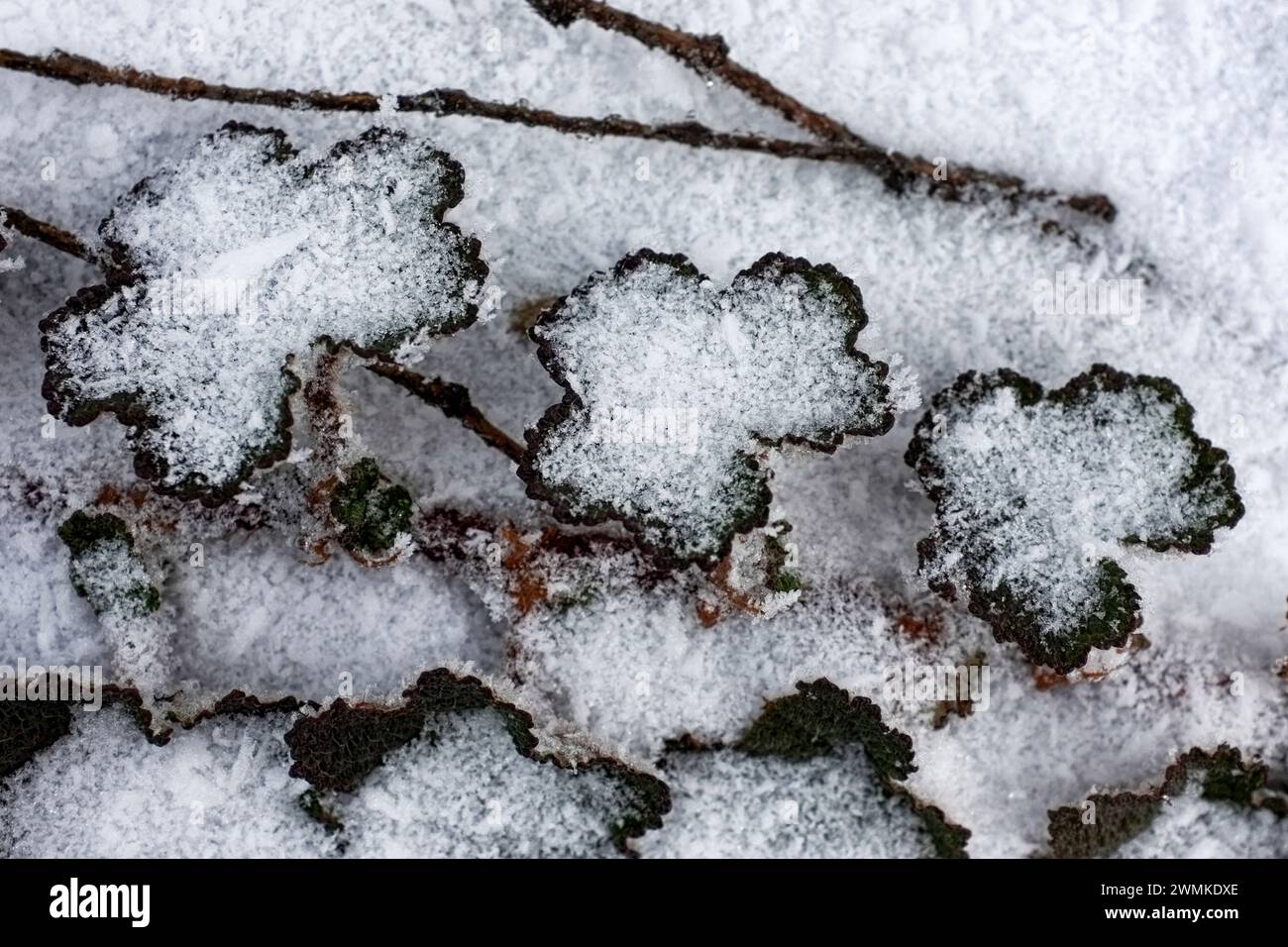 Il ghiaccio e la neve coprono una vite Foto Stock