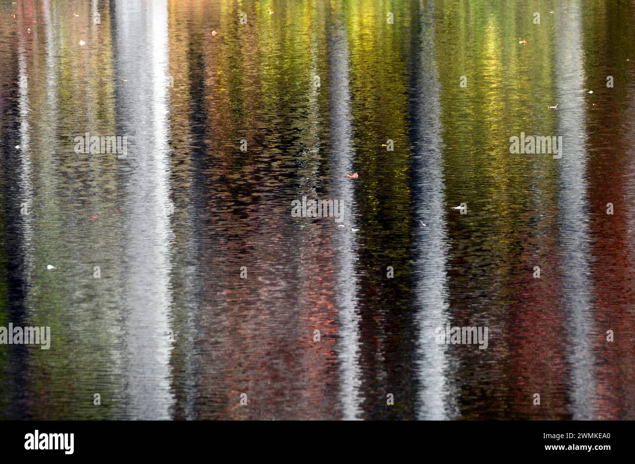 Gli alberi autunnali si riflettono nel lago di Connemara nel Carl Sandburg Home National Historic Site; North Carolina, Stati Uniti d'America Foto Stock