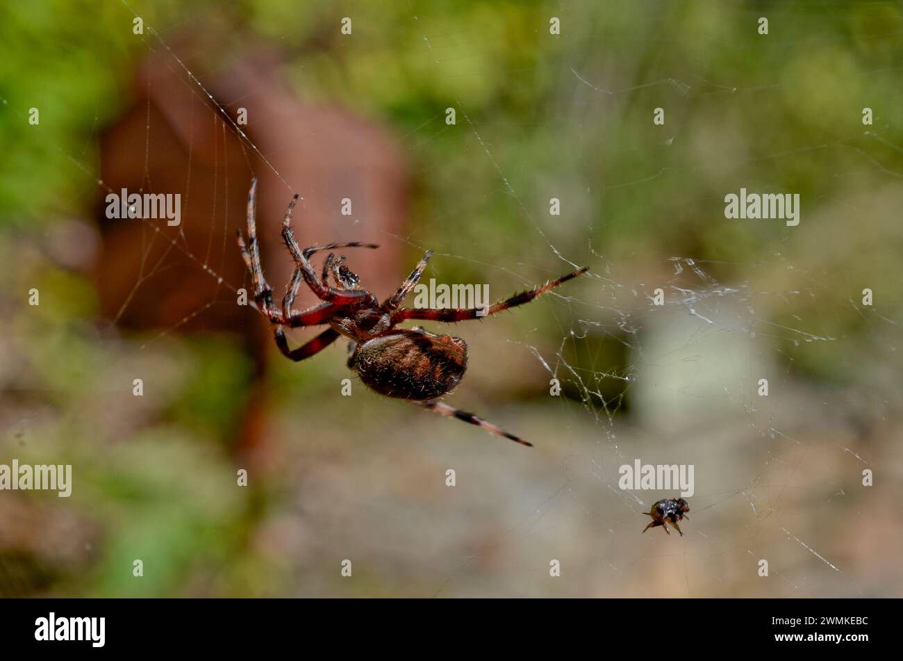 ORB-Weaver Spider (Neoscona crucifera) nella sua rete con un insetto catturato; Fairview, North Carolina, Stati Uniti d'America Foto Stock