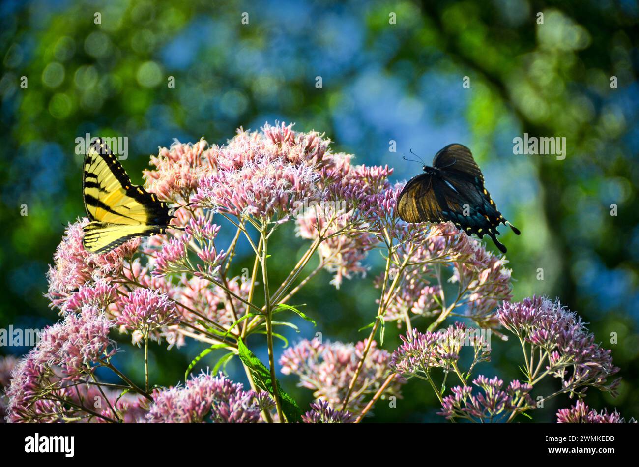 Le farfalle di coda di rondine di tigre (Papilio glaucus) riposano sui fiori di erba Joe-Pye (Eutrochium) Foto Stock