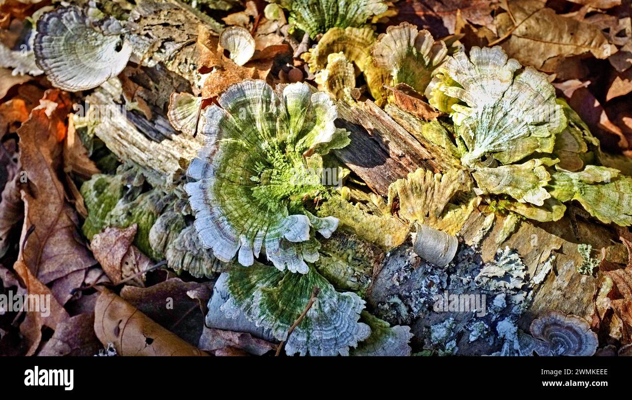 Licheni che crescono su un tronco, circondati da lettiere a terra Foto Stock