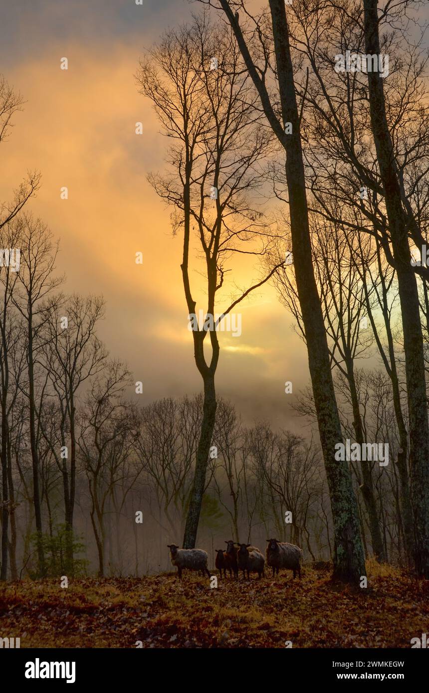 Il sole tramonta attraverso una pesante copertura nuvolosa mentre un piccolo gregge di pecore (Ovis aries) si trova in lontananza Foto Stock