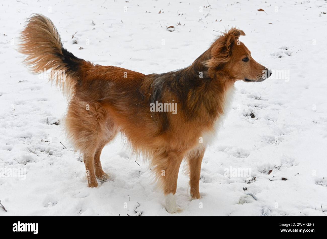 Il cane da allevamento di razza mista è vigile con le orecchie in alto e la coda in alto Foto Stock