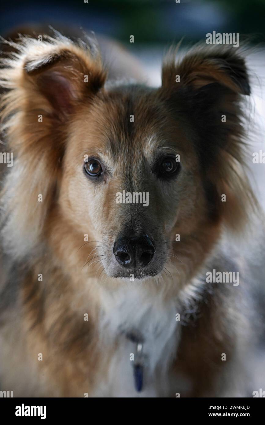 Ritratto di un cane mix Collie/Golden Retriever; Weaverville, North Carolina, Stati Uniti d'America Foto Stock