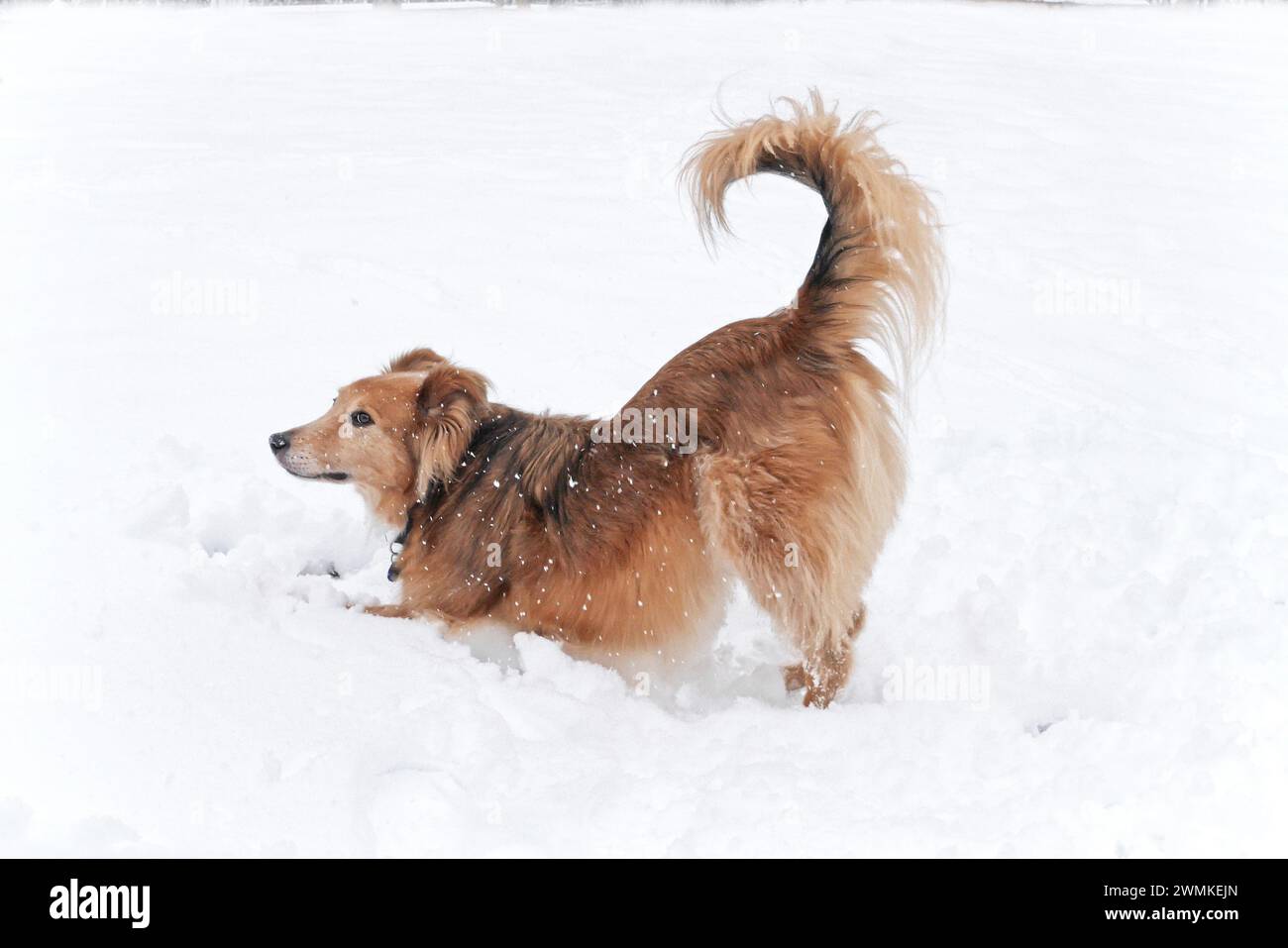 Il collie mix Golden retriever fa una posa di yoga verso il basso sulla neve; Weaverville, North Carolina, Stati Uniti d'America Foto Stock