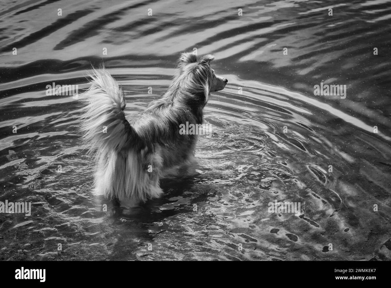 Il cane di razza mista si trova nelle acque poco profonde vicino al bordo del lago, creando increspature concentriche nell'acqua Foto Stock