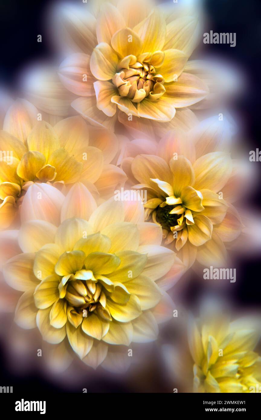 Dahlias (Asteraceae), teste di fiore a fuoco selettivo, digitalizzate dal film; Bronx, New York, Stati Uniti d'America Foto Stock