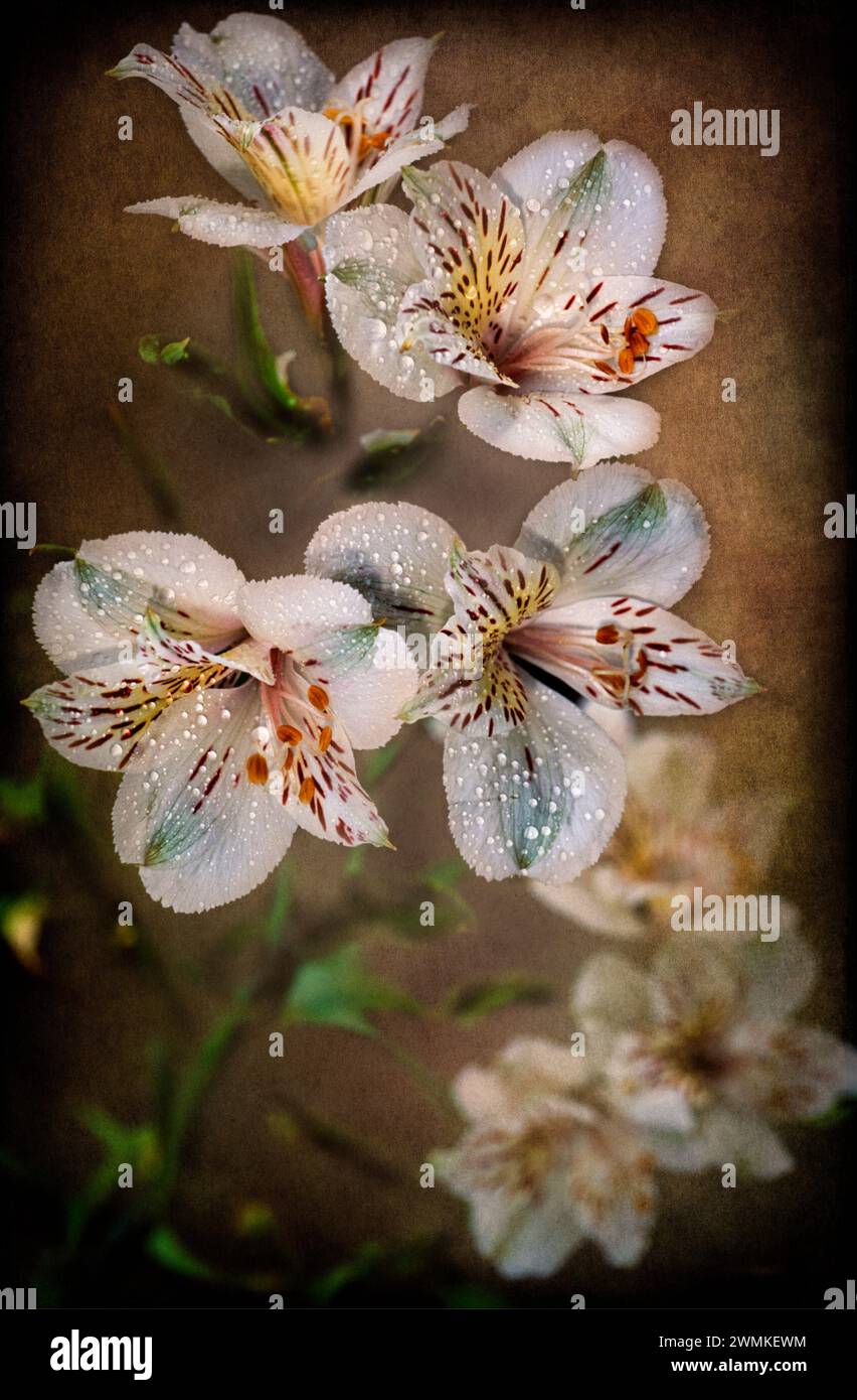Giglio peruviano "Casablanca" (Alstromeria sp.), digitalizzato da film; Bronx, New York, Stati Uniti d'America Foto Stock