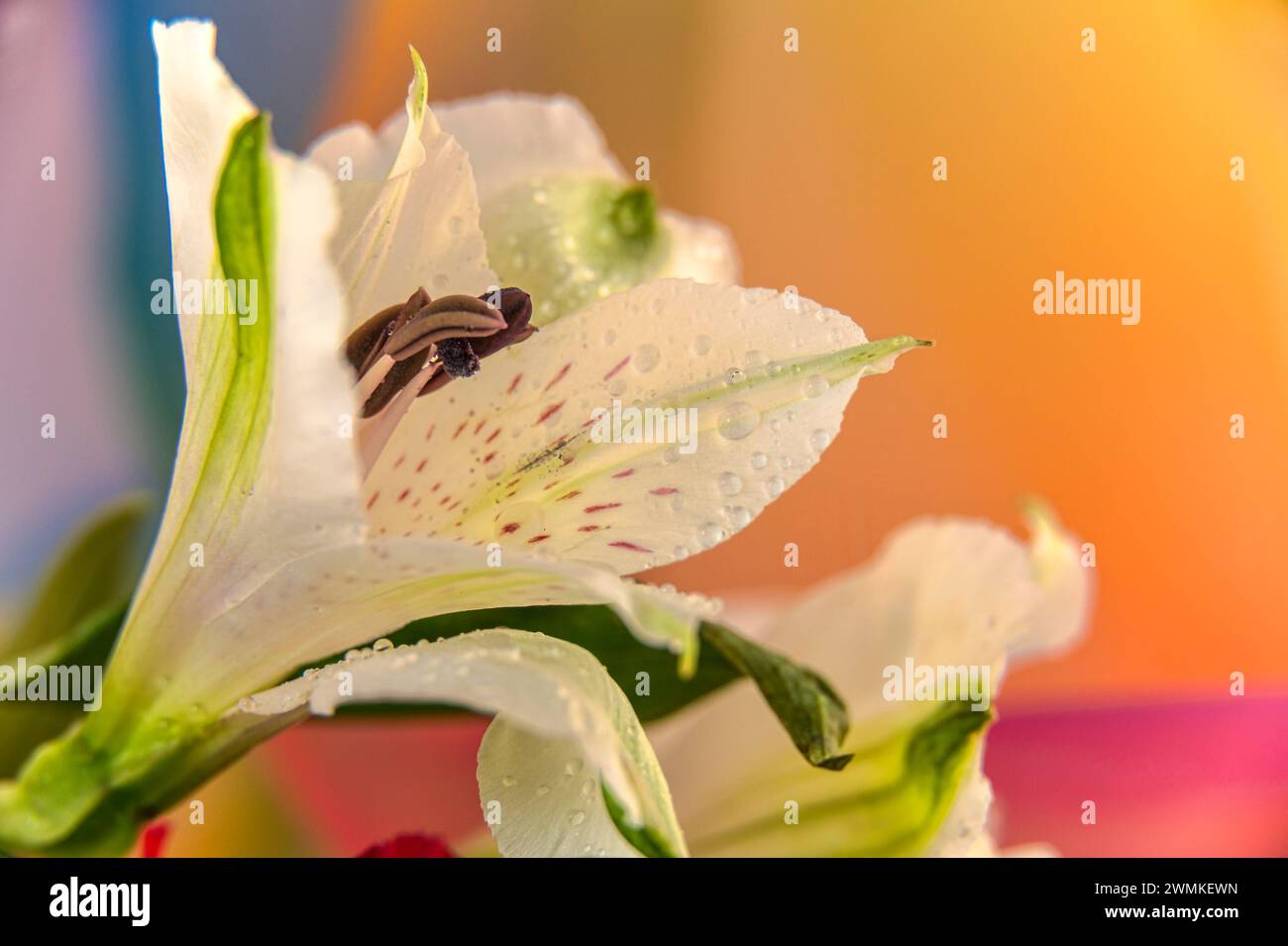 Gigli peruviani (Alstromeria) in fiore; Studio Foto Stock