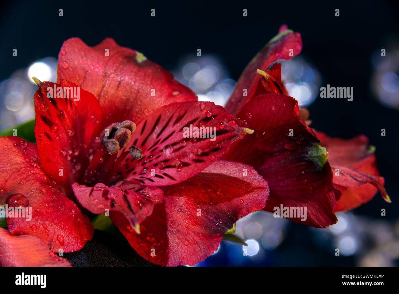 Primo piano di vivaci gigli peruviani rossi (Alstroemeria) in studio; New York, New York, Stati Uniti d'America Foto Stock