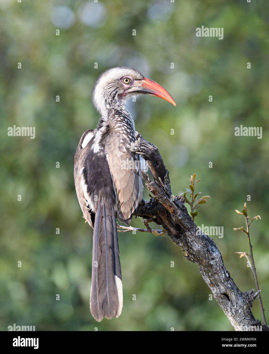 Hornbill con fattura rossa del sud arroccato su un arto arboreo Foto Stock