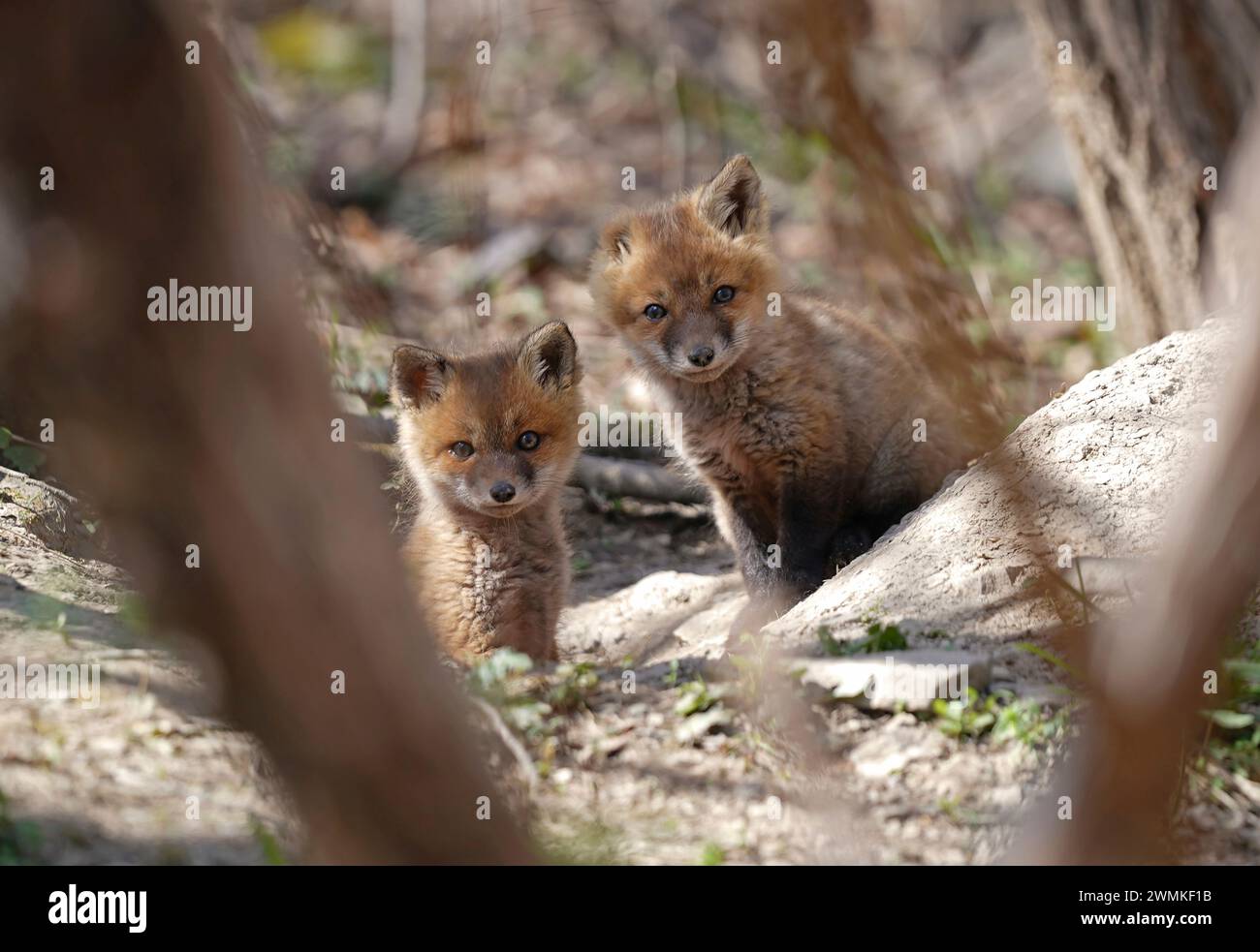 Ritratto di due kit di volpe rosse (Vulpes vulpes) Foto Stock