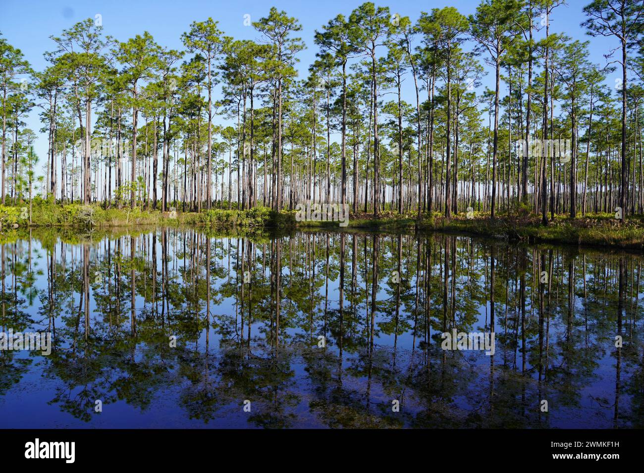 Alberi che si riflettono nelle acque incontaminate del fiume presso l'Okefenokee National Wildlife Refuge; Folkston, Georgia, Stati Uniti d'America Foto Stock