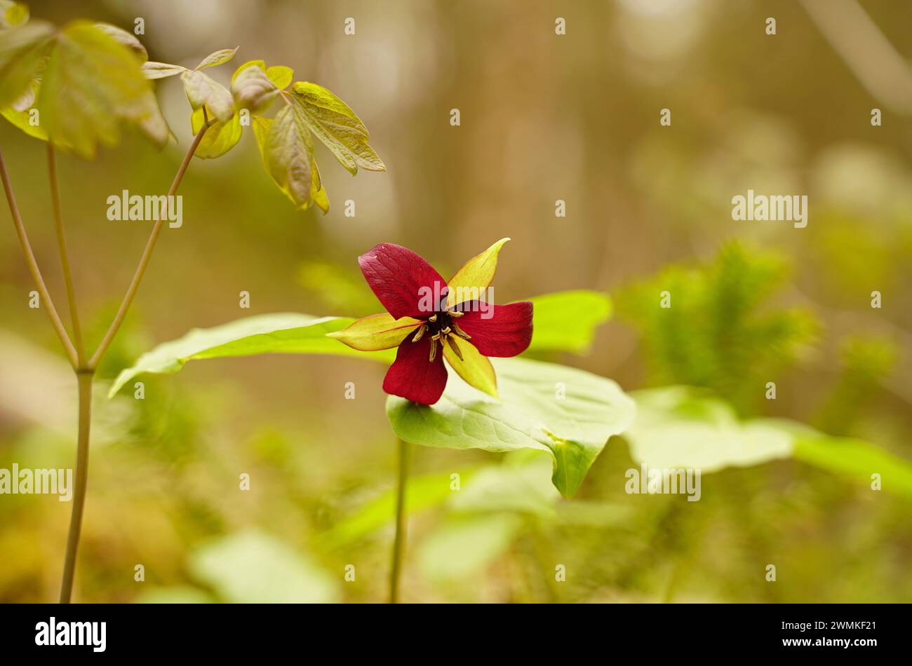 trillio rosso (Trillium erectum) in fiore Foto Stock