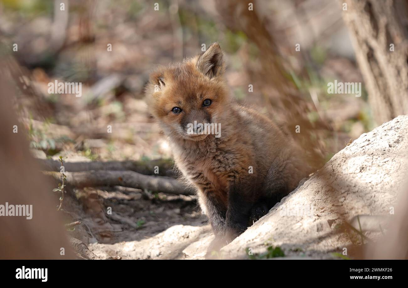 Ritratto di un kit Red Fox (Vulpes vulpes) con un orecchio Foto Stock