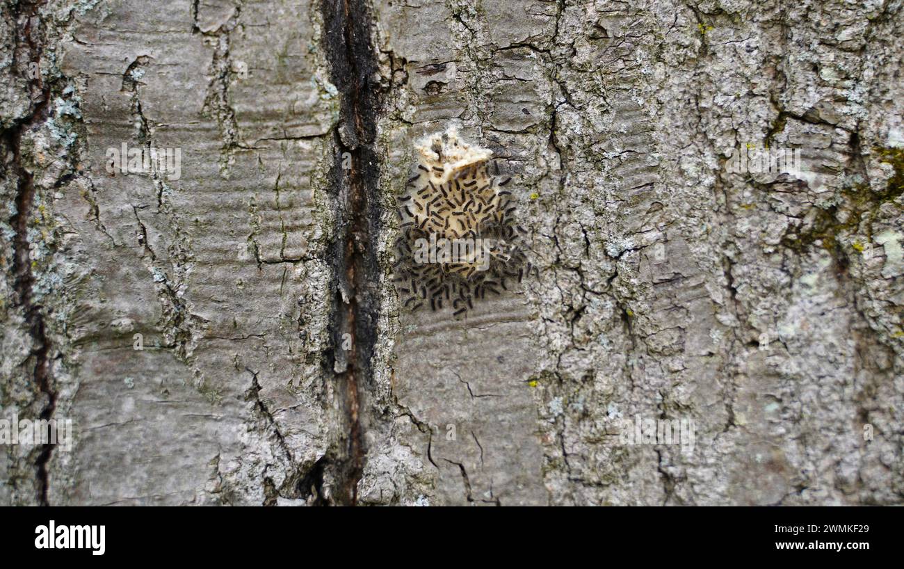 Caterpillars spugnose emergenti (Lymantria dispar) Foto Stock