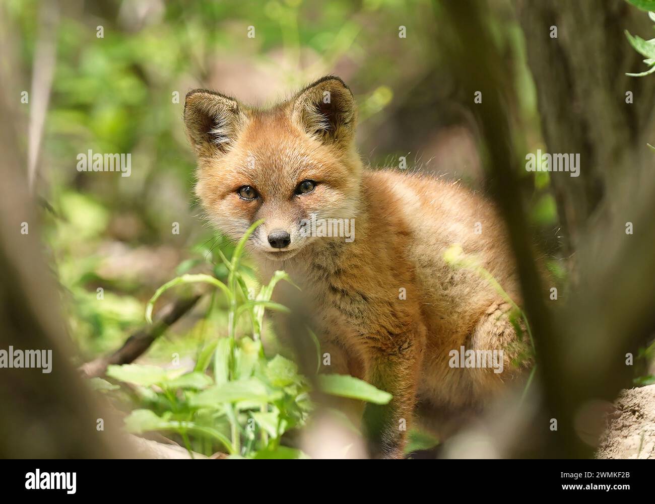Ritratto di un kit della volpe rossa (Vulpes vulpes) Foto Stock