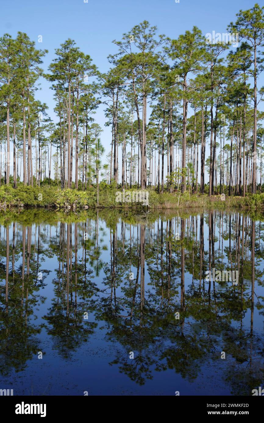 Alberi che si riflettono nelle acque incontaminate del fiume presso l'Okefenokee National Wildlife Refuge; Folkston, Georgia, Stati Uniti d'America Foto Stock
