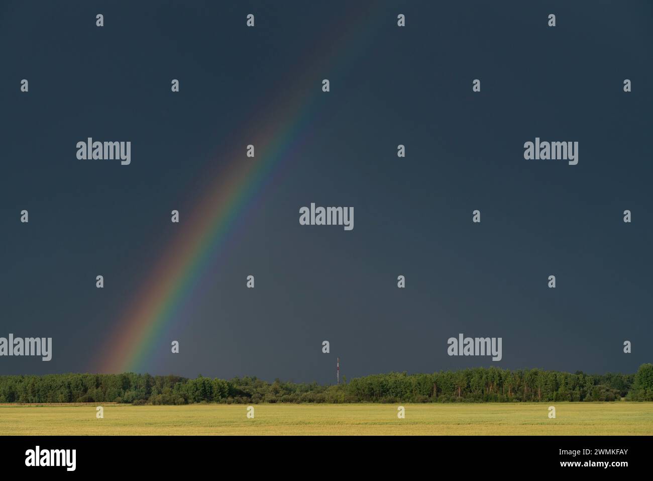 Cieli tempestosi sulle aree rurali dell'Alberta. Arcobaleno appare su un campo di grano; grande Prairie, Alberta, Canada Foto Stock