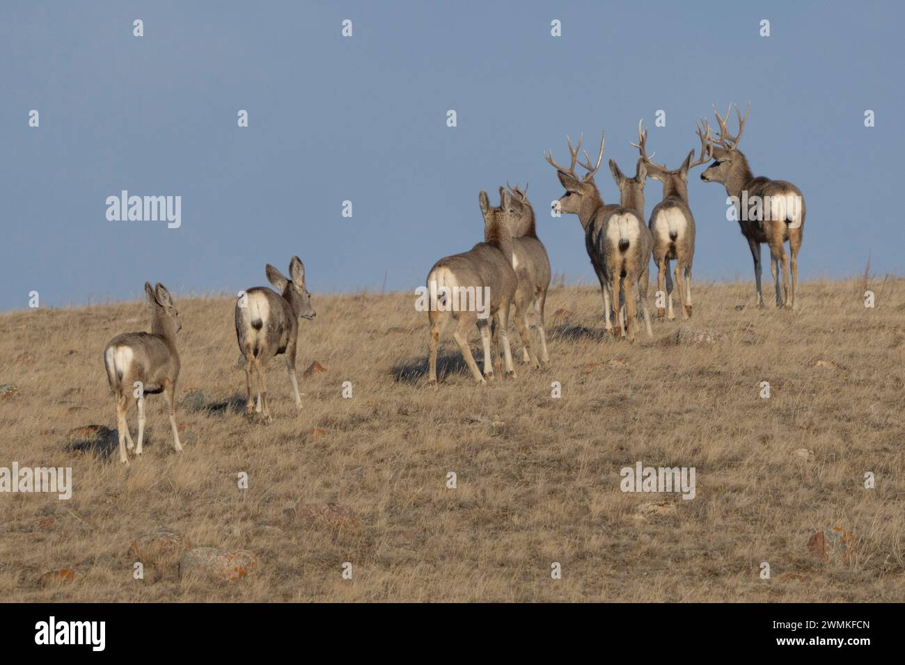 Branco di cervi muli (Odocoileus hemionus) sul paesaggio del Parco Nazionale di Grasslands; Saskatchewan, Canada Foto Stock