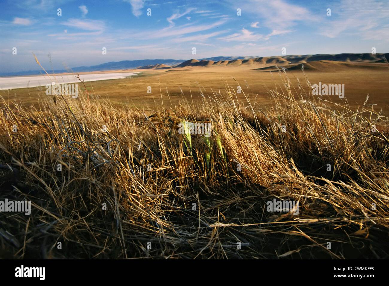Rare piante autoctone e colture straniere competono per risorse limitate nella piana di Carrizo in California; USA; California, Stati Uniti d'America Foto Stock