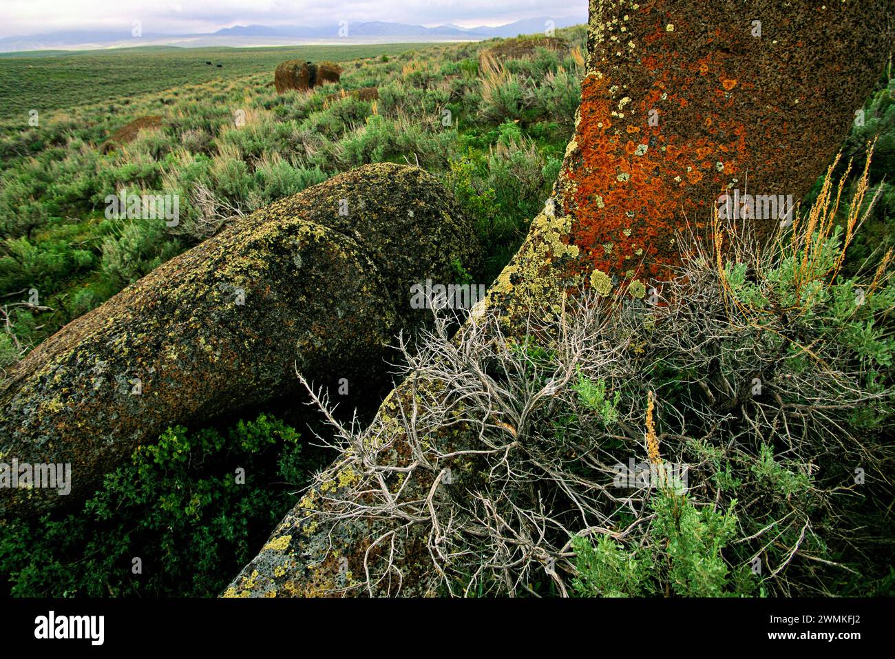 Sottili sfumature verdi e arancioni di licheni coprono le rocce in un mare di pennello sul territorio del Bureau of Land Management vicino a Medicine Lodge Valley nel sud... Foto Stock
