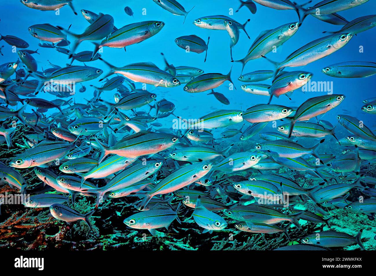 I pesci Fuselier che si aggregano sulla costa orientale di Komodo sono membri della famiglia Caesionidae. Distribuiti nelle acque del Pacifico Indo-Occidentale, sono... Foto Stock