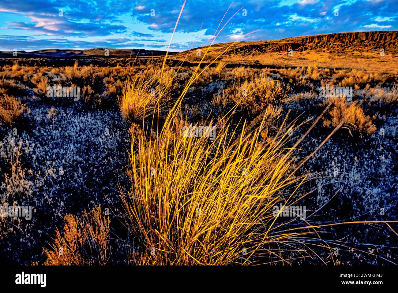 Steens Loop Road passa attraverso il sole invernale che riscalda l'erba sull'alto deserto di Steens Mountain, Oregon, Stati Uniti d'America Foto Stock