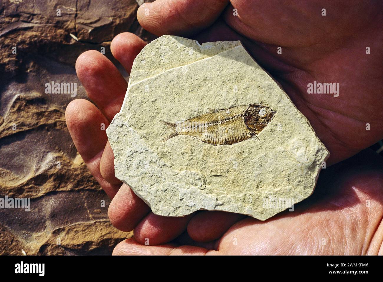 Il fossile di pesce è tenuto nel palmo di una mano. Alcuni dei fossili meglio conservati al mondo si trovano nel Fossil Butte National Monument, sulla cima piatta... Foto Stock