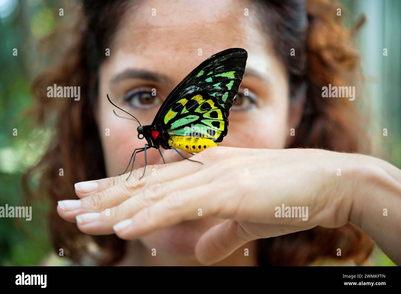 La farfalla di Cairns Birdwing (Ornithoptera euphorion) atterra per mano di una donna in uno zoo; Omaha, Nebraska, Stati Uniti d'America Foto Stock