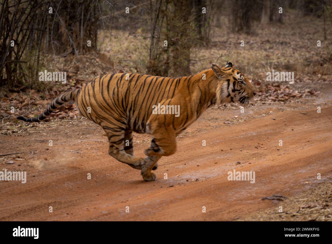 La tigre del Bengala (Panthera tigris tigris) corre su piste sterrate nei boschi; Madhya Pradesh, India Foto Stock