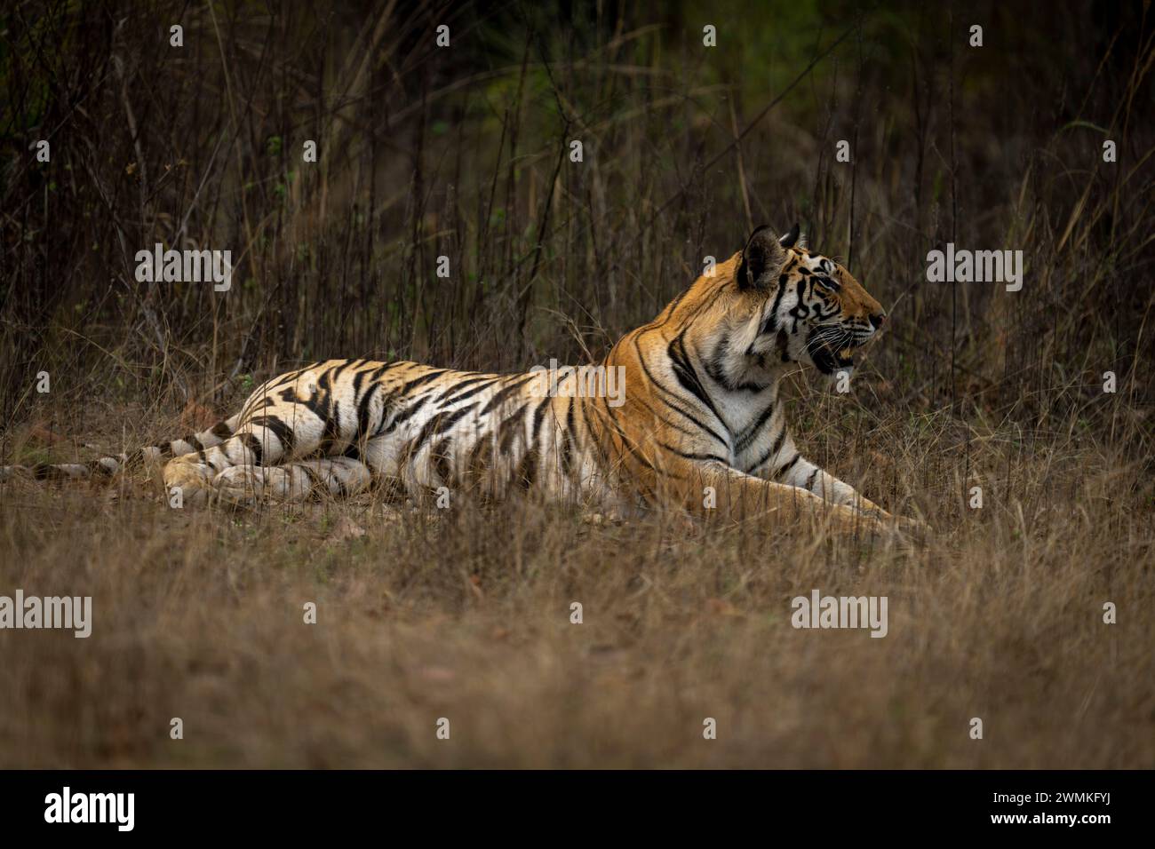 Ritratto della tigre del Bengala (Panthera tigris tigris) sdraiata nell'erba che fissa in lontananza; Madhya Pradesh, India Foto Stock